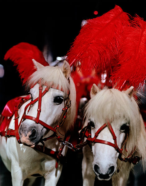 Christmas miniature horses Selfridges ad campaign