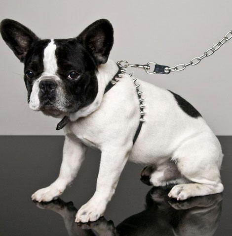 DSquared yoox dog collar leash