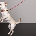 DSquared dog collar leash