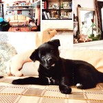 Helena Christensen house and puppy