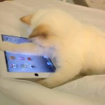Lagerfeld s adorable kitten playing with iPad