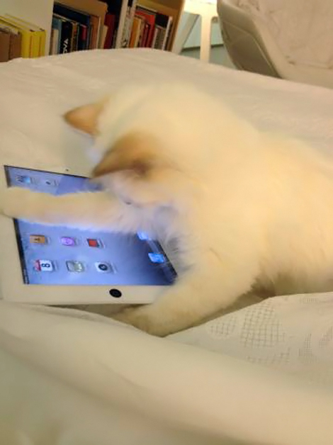 Lagerfeld s adorable kitten playing with iPad