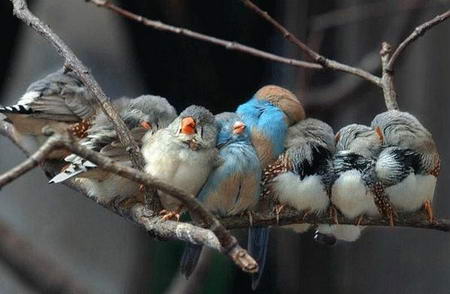 Birds on branch