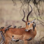 Birds Washing Antelope