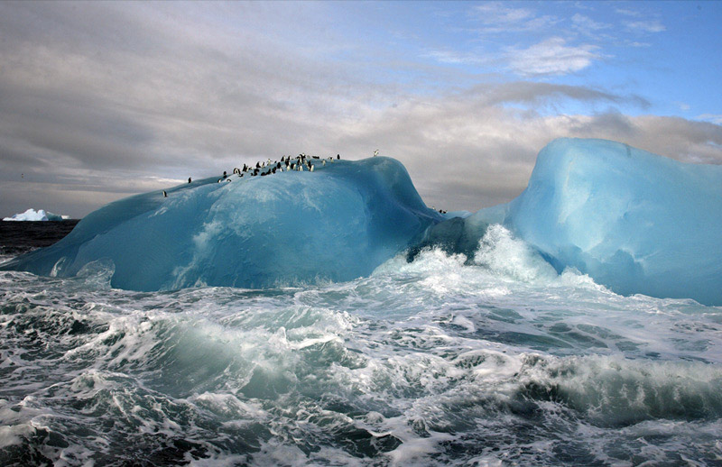 Blue iceberg penguins