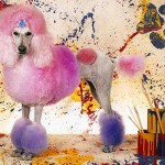 Dog pink Grooming