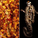 extraordinary camouflage body painting