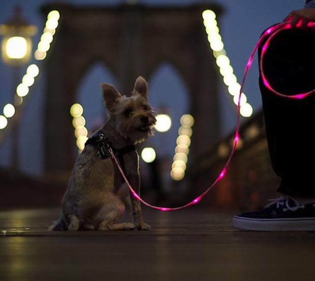 gadgets for pets illuminated leash