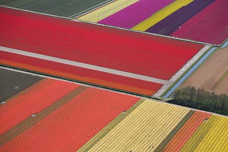 Nederlands Tulip Farms