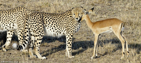 Safari Cheetah Antilope