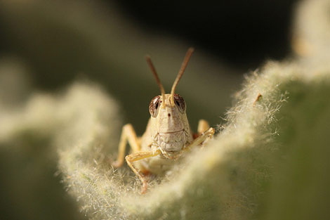 Smiling grasshopper