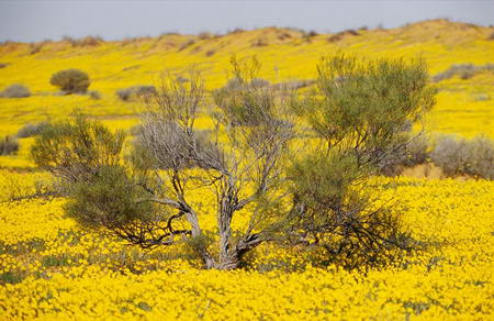 Yellow wildflowers National Simpson Park Australia Jason Edwards